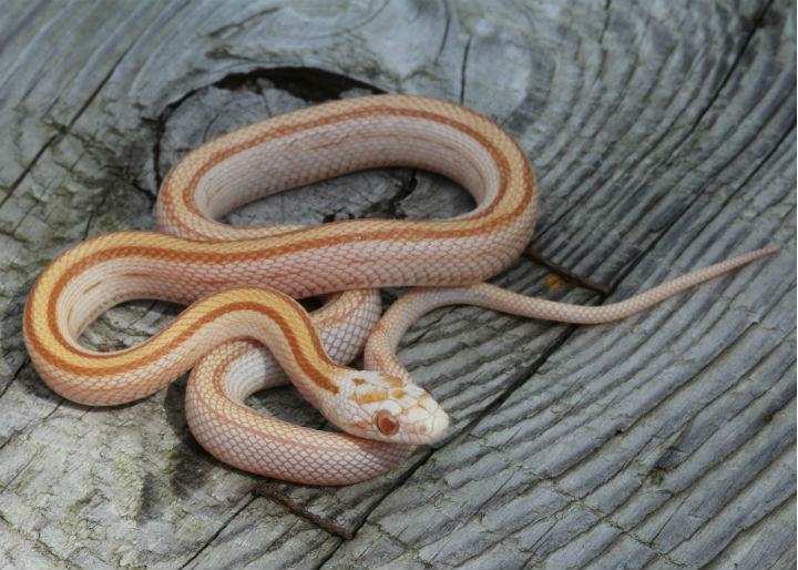 Striped Butter Corn Snake